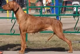 JERSEY CHOCO LIKE SHUFFLING MOTION, a Femmina Rhodesian Ridgeback registered with United Pet Club
