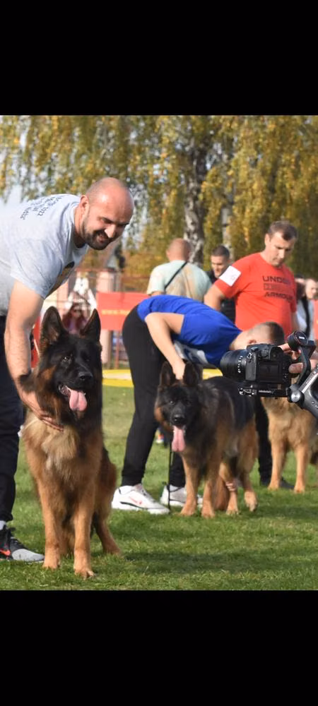Gishka team Carrera, a Male 德国牧羊犬 registered with United Pet Club