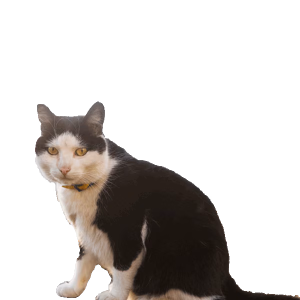 Cyprus — a Medium, Friendly Cat breed