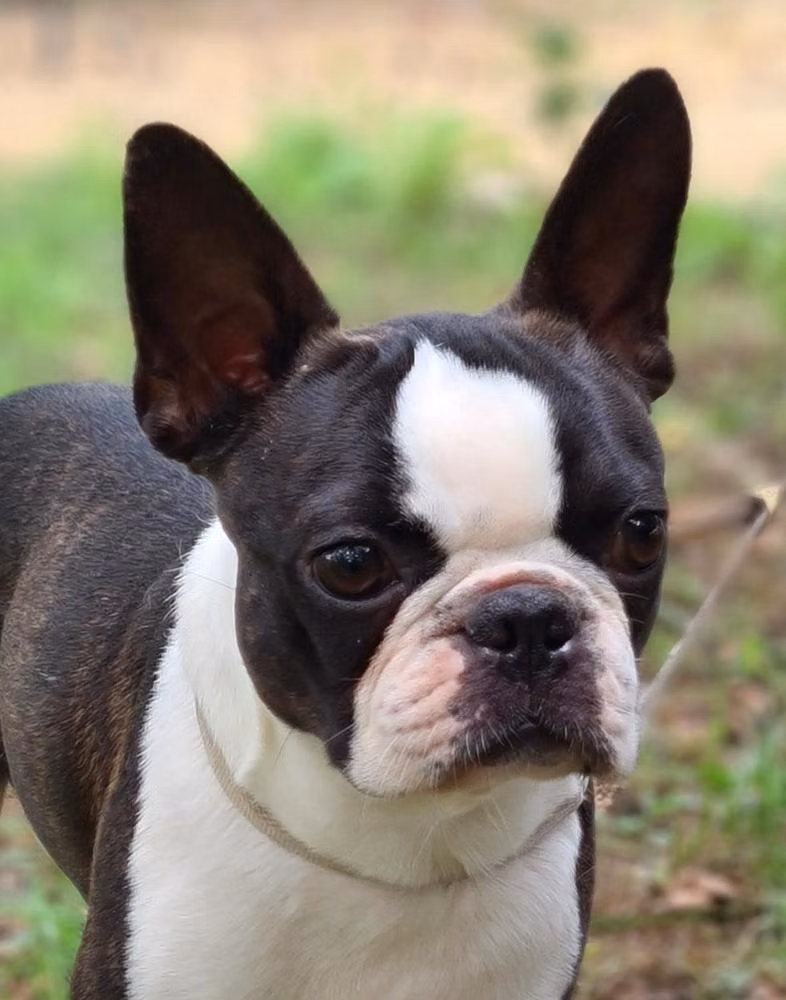 Srcky's Knock Out, a Male Boston terrier registered with United Pet Club