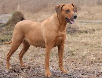 Nikol, a Femmina Rhodesian Ridgeback registered with United Pet Club