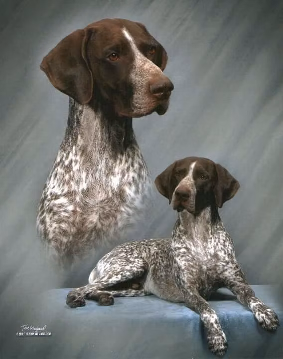 Edelmarke Second Coming, a Male البوينتر الألماني قصير الشعر registered with United Pet Club