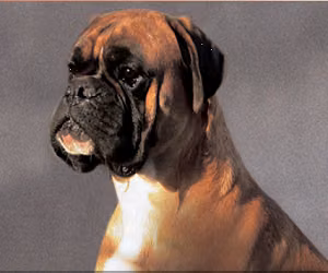 Slobi's Hoss, a Patinas Boxer registered with United Pet Club