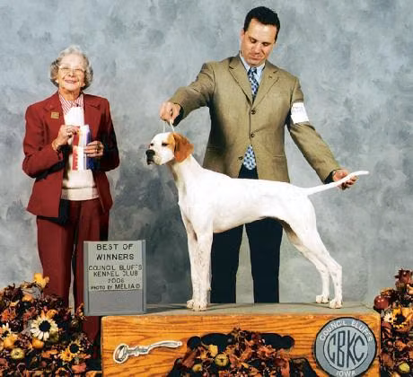 Firenze Becker — Pointer Firenze Becker, a Female Pointer registered with United Pet Club