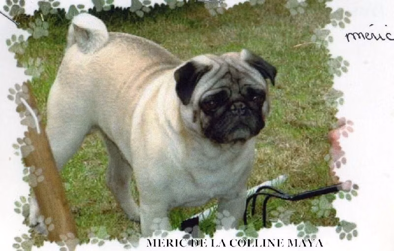 Meric de la colline maya, a نر پاگ registered with United Pet Club