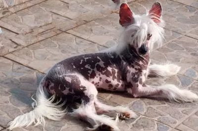 Eashik's n' Lapinus Benjamin, a Maschio Crestato Cinese registered with United Pet Club