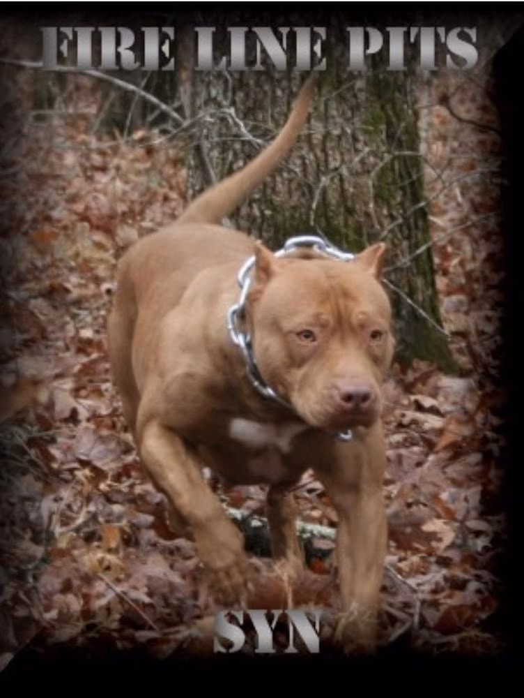 Fire Line Pits SYN, a Female American Pit Bull Terrier registered with United Pet Club