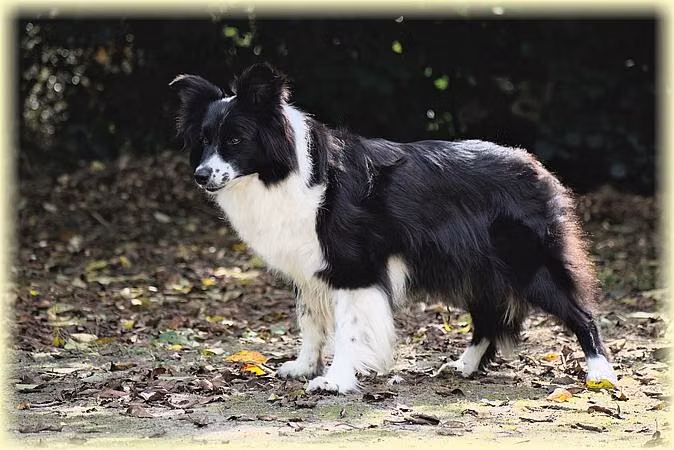 PIPPI L. Double Vision, a Femmina Border Collie registered with United Pet Club