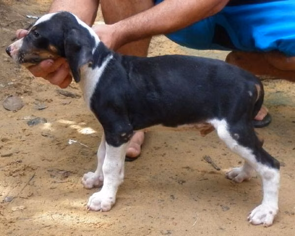 Berrante do JKTL — रास्त्रेआदोर ब्रासीलेइरो Berrante do JKTL, a Male रास्त्रेआदोर ब्रासीलेइरो registered with United Pet Club