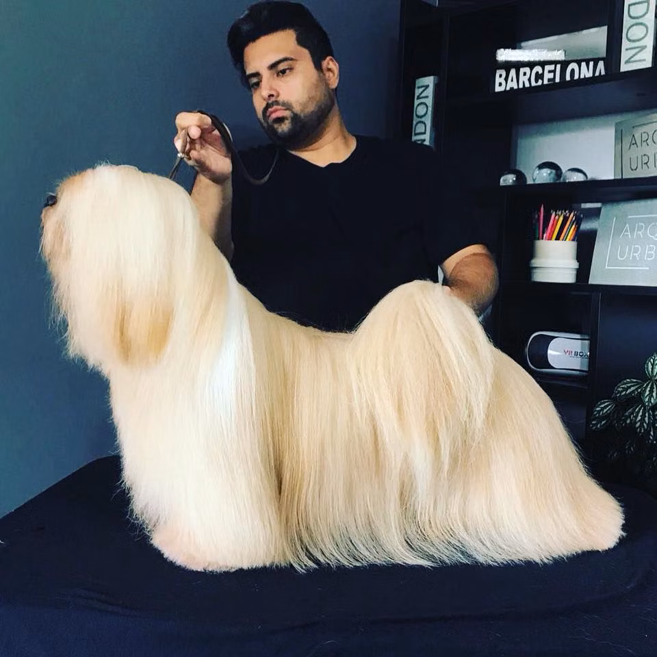 Caneleone Axeram Nicklaus, a Mâle Lhassa Apso registered with United Pet Club
