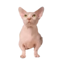 Bambino — a Small, Affectionate Cat breed