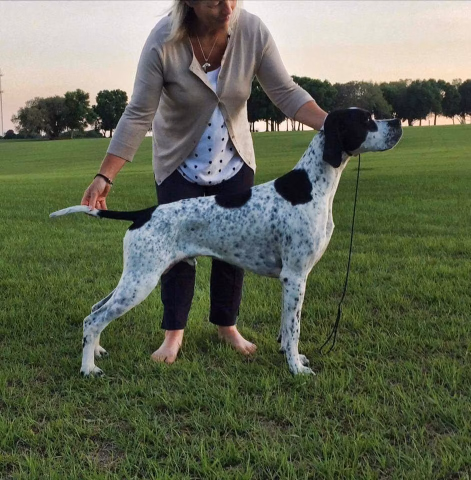 Seasyde Hit the Jackpot, a Male Pointer registered with United Pet Club