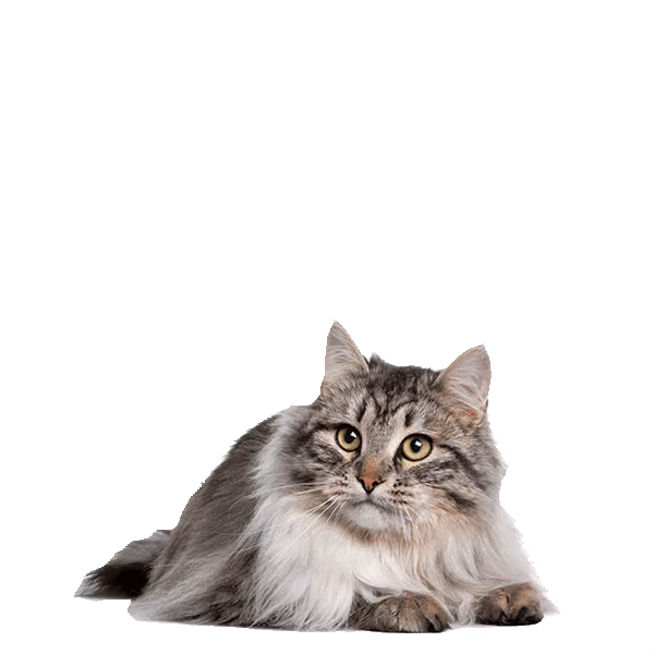 Siberian ( Siberian Forest, Neva Masquerade [colorpoint variety]) — a Large, Affectionate Cat breed