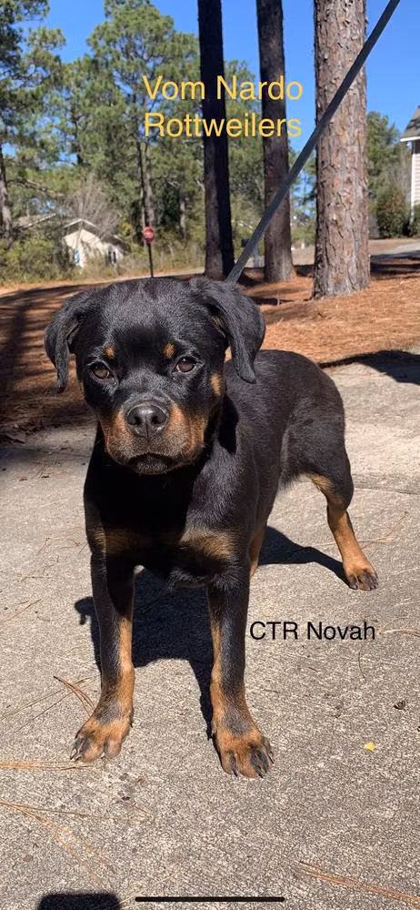 CTR NOVAH, a Femmina Rottweiler registered with United Pet Club