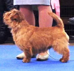 Allright Funny Man, a Мъжки Норфолк териер registered with United Pet Club