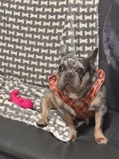 Luna, a Female French Bulldog registered with United Pet Club