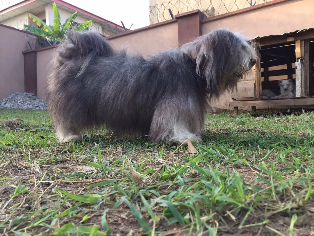 Delps Coco, a Mâle Lhassa Apso registered with United Pet Club