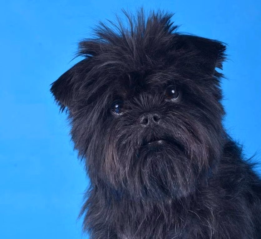 PETIT BOMOND CHOPER, a Male Affenpinscher registered with United Pet Club
