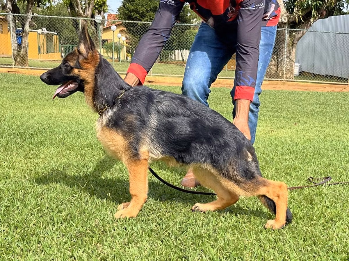 Puma I do Assyrius, a Самка Немецкая овчарка registered with United Pet Club