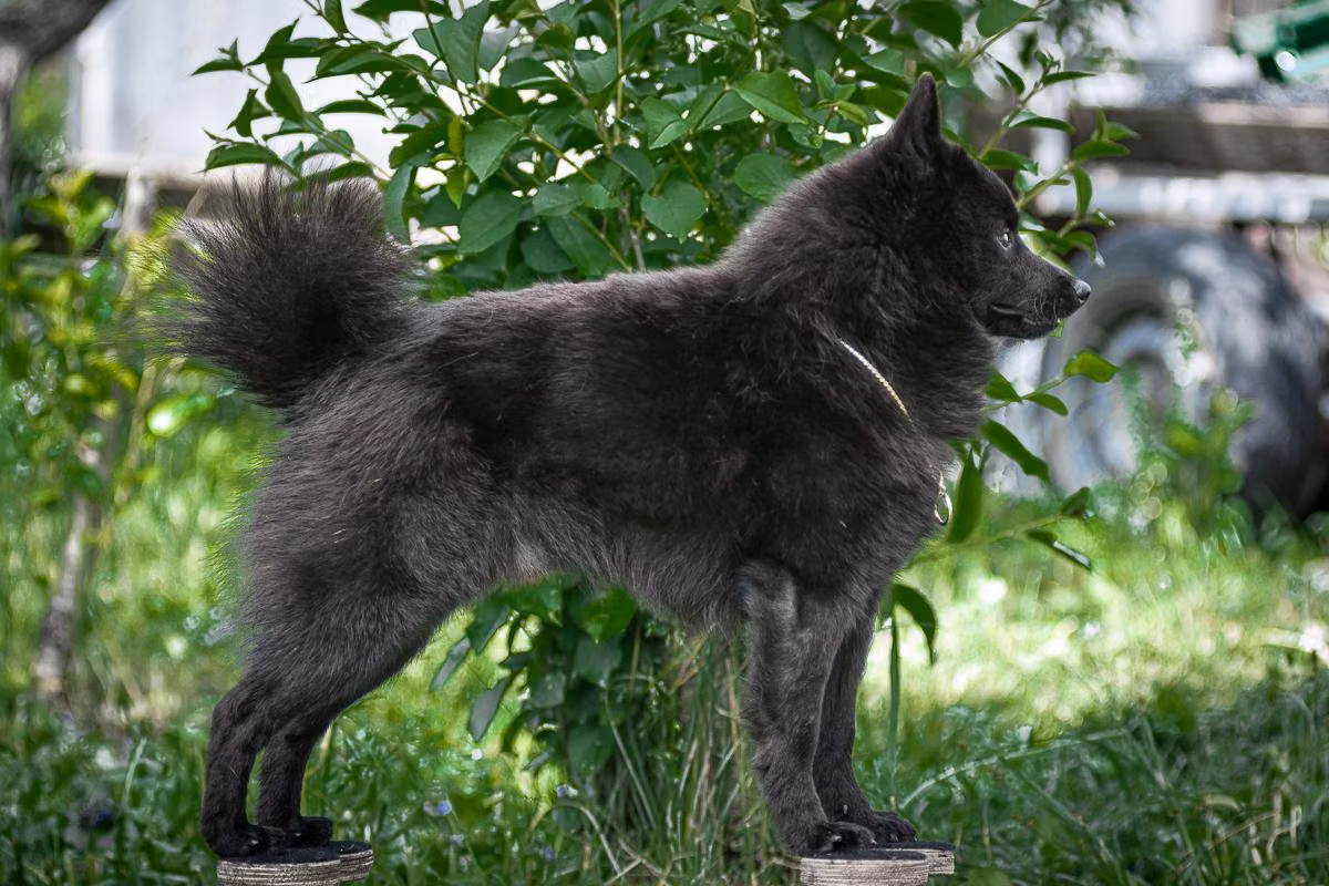 Helen Hoff Amadej, a Male Schipperke registered with United Pet Club