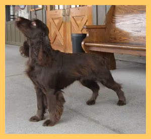 Promenade Party Down Under, a Betina Field Spaniel registered with United Pet Club
