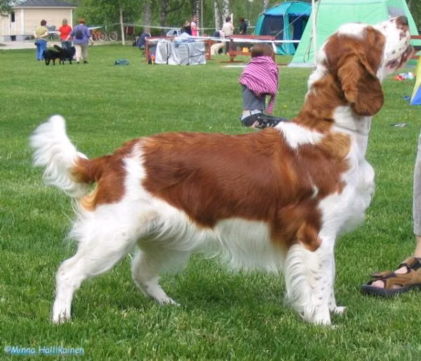 Rocbee Yo-Yo, a Femelle Springer gallois registered with United Pet Club