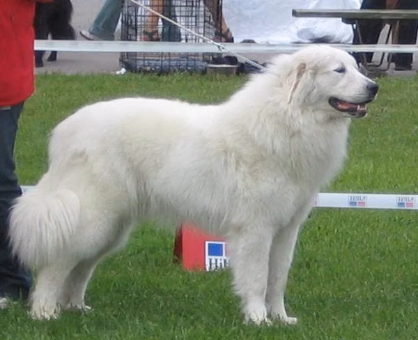 Lumienkelin Amatsoni, a Самка Пиренейская горная собака registered with United Pet Club
