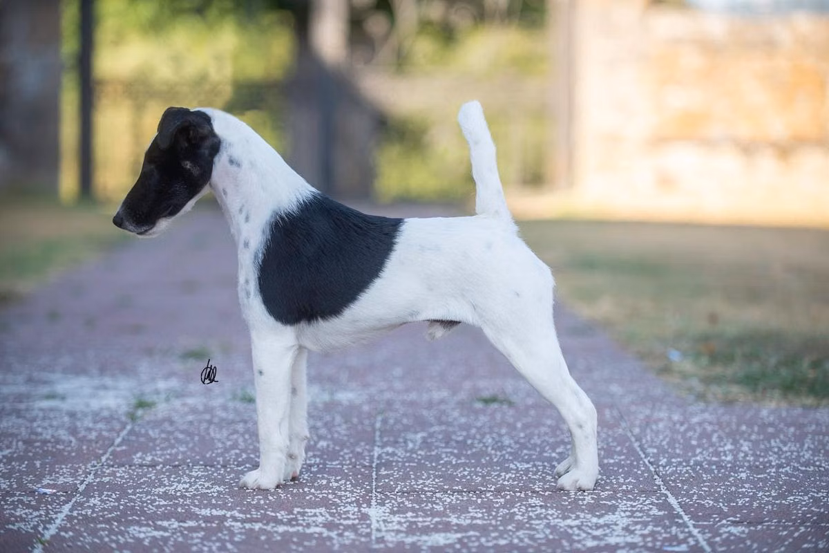 Rottriver's Carousel Man, a Male 短毛猎狐梗 registered with United Pet Club