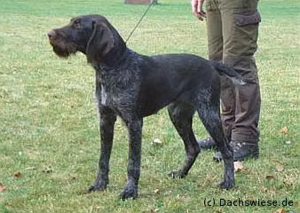 Ondra von der Dachwiese, a Female Německý drsnosrstý ohař registered with United Pet Club