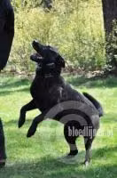 Rocky lV, a Male Dutch Shepherd registered with United Pet Club