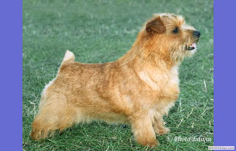Belleville Expression, a Female Норфолк териер registered with United Pet Club