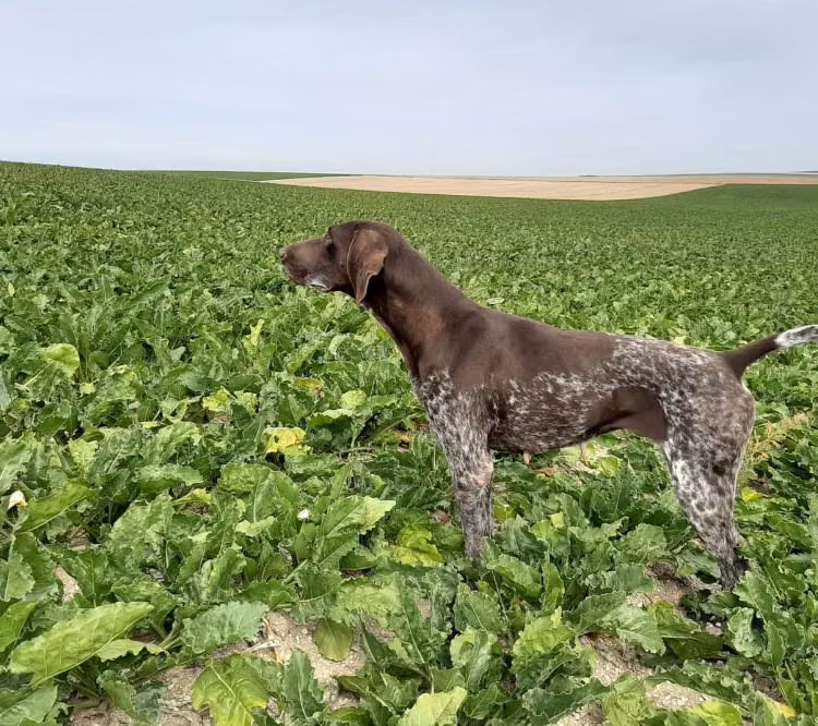 Prada du Clos de Rêve D’Or, a Femelă Pointer German cu Păr Scurt registered with United Pet Club