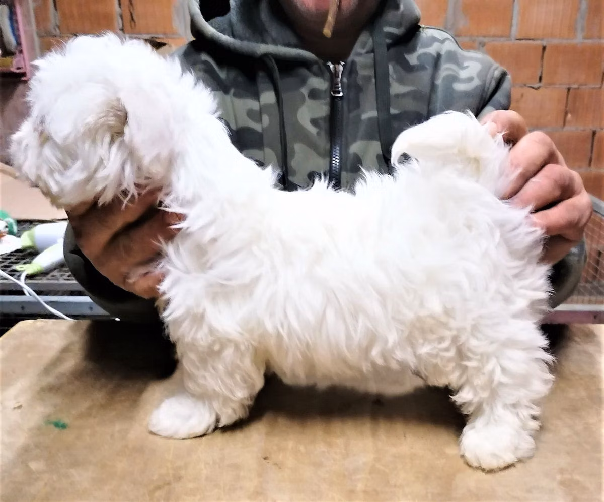 NEVE DEL RANCH ALBA, a Male Maltese registered with United Pet Club