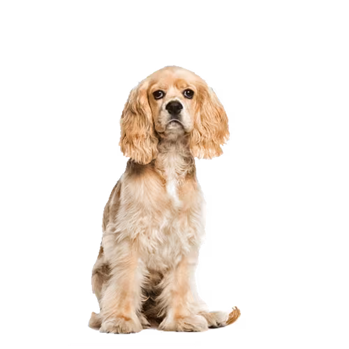 King charles spaniel — rasa Pies: Toy i Czuły