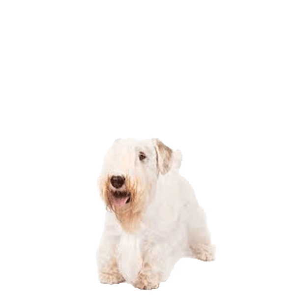 Sealyham terrier — rasa Pies: Mały i Spokojny
