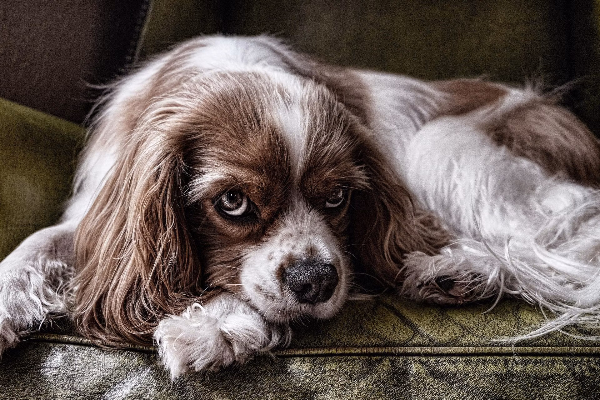 A dog with a shortened muzzle typical of a brachycephalic breed