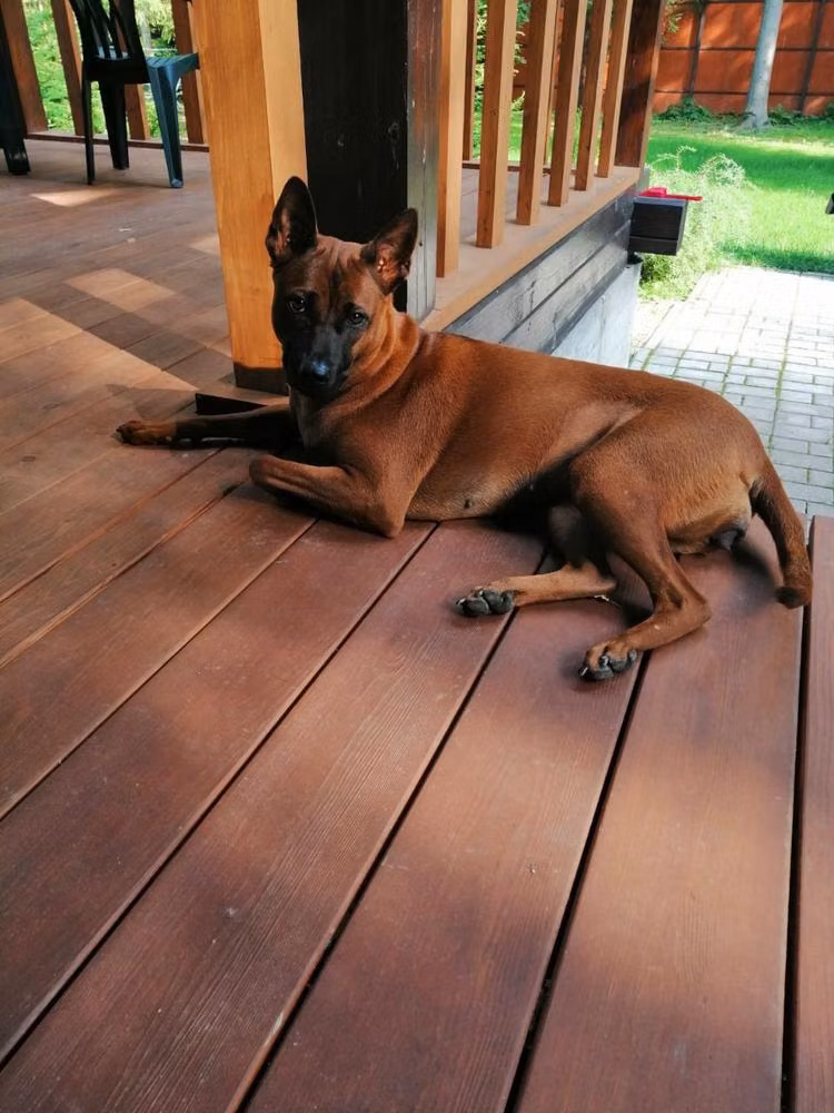 Krasotka Meri, a Female 泰国脊背犬 registered with United Pet Club