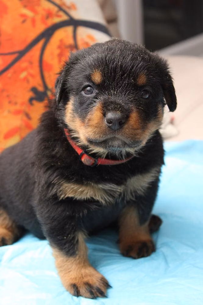 Lagvuchi King Bitcoin, a Macho Rottweiler registered with United Pet Club