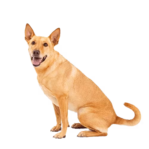 Carolina dog — rasa Pies: Średni i Niezależny