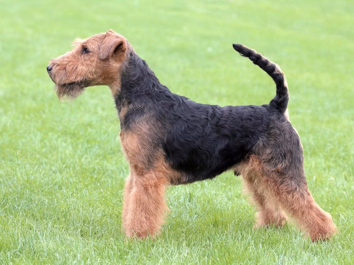 Terrierix GREAT EXPECTATIONS, a Male Terier walijski registered with United Pet Club