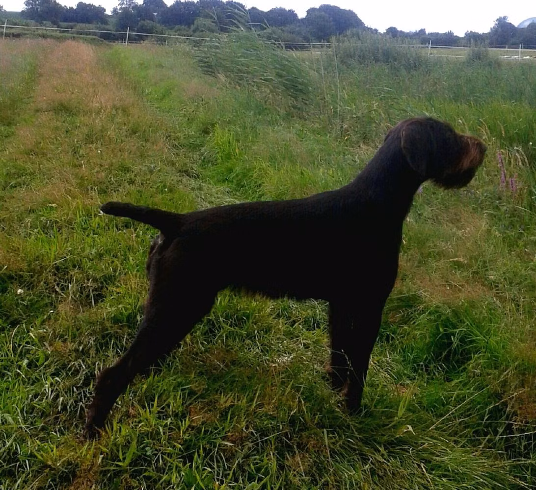 Milli vom Seensgraben, a Female Německý drsnosrstý ohař registered with United Pet Club