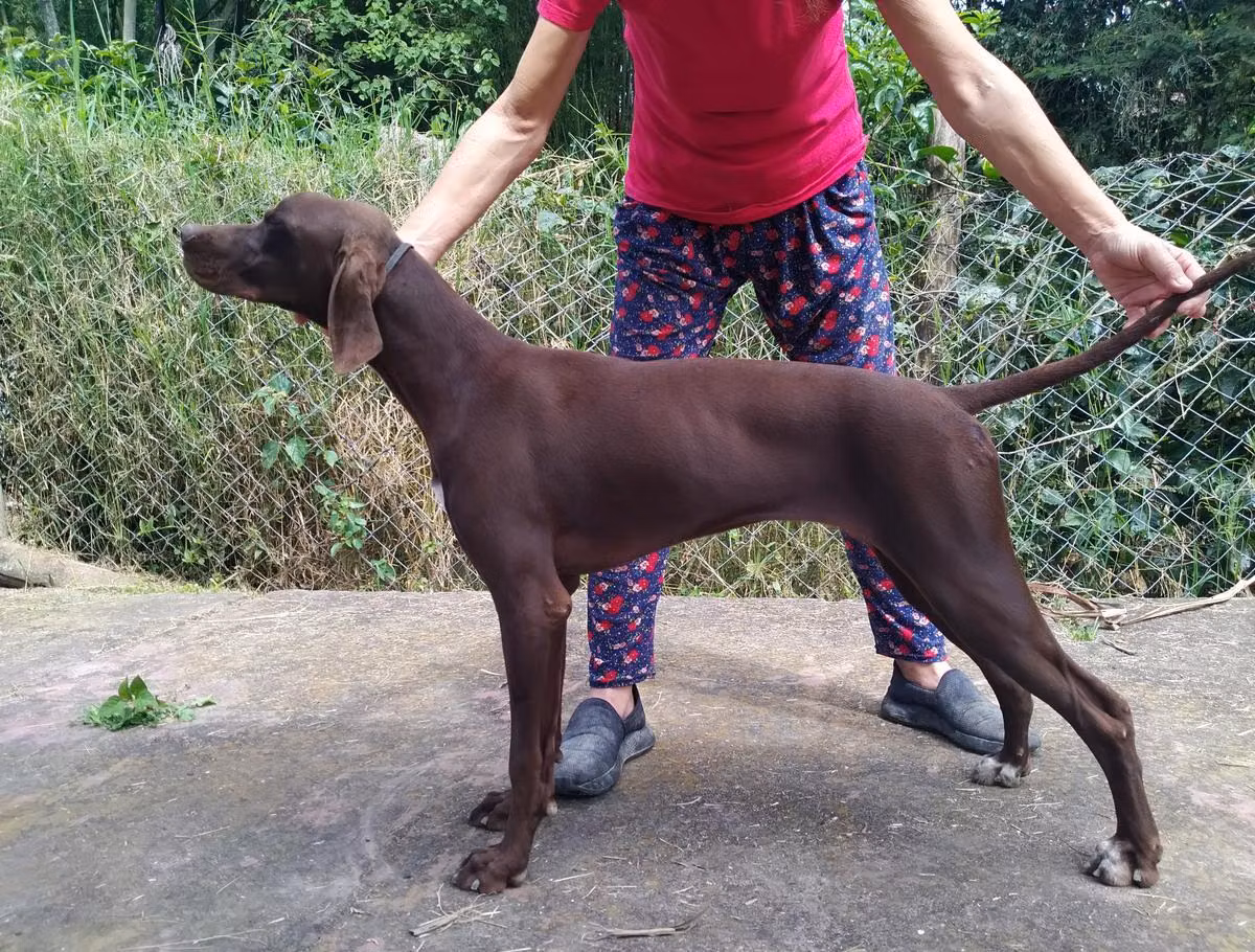 Monilu's 7g3 ALONDRA YM, a Female Pointer registered with United Pet Club