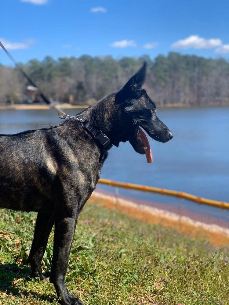 Cinderella Hunter Mendler, a Female Dutch Shepherd registered with United Pet Club
