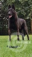Sheriff (BRN  25982), a Male Dutch Shepherd registered with United Pet Club