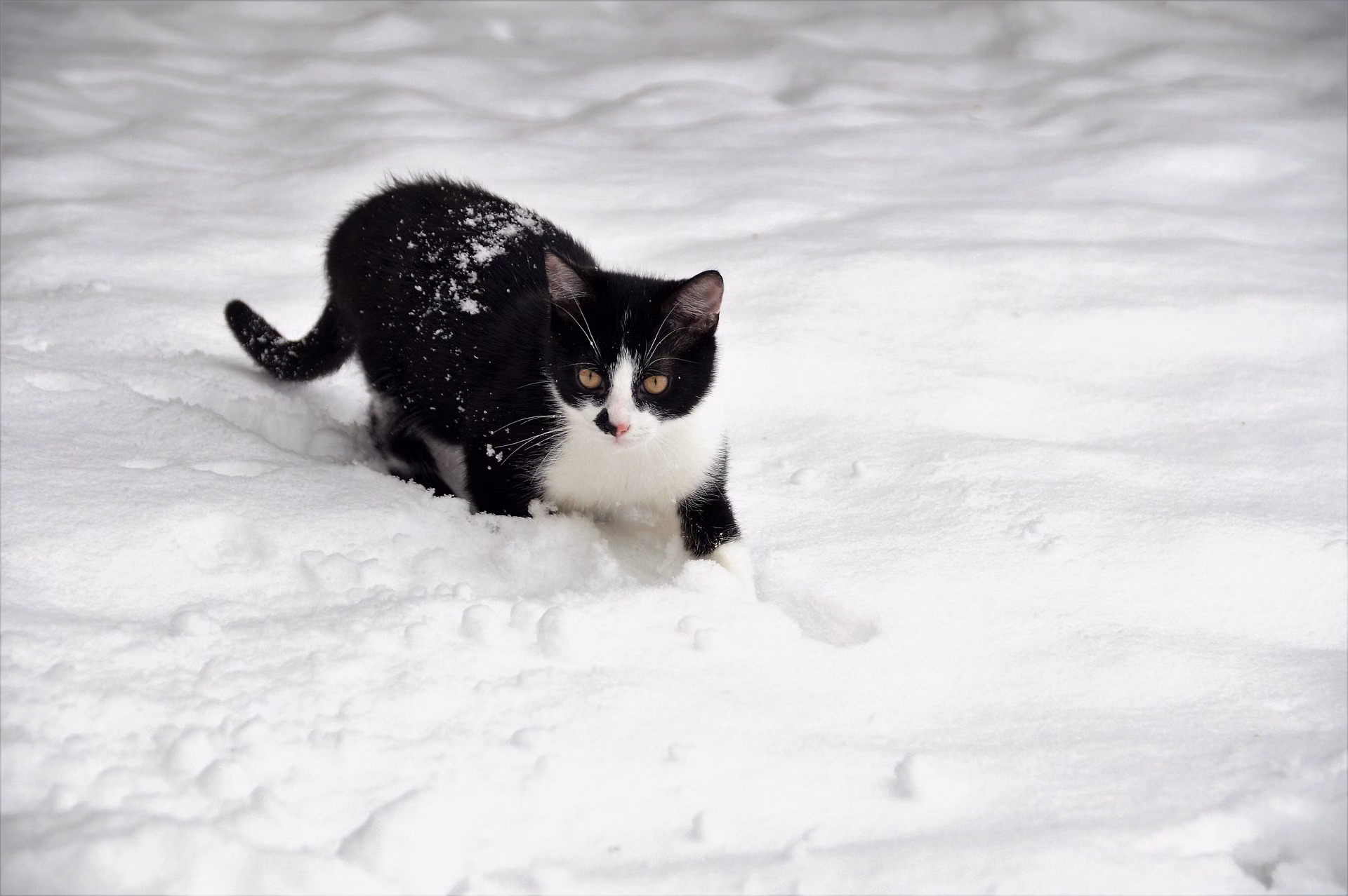 Cat outside in the snow during winter weather