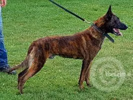 Kane (Seegers), a Patinas Dutch Shepherd registered with United Pet Club