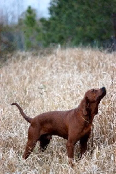 Sidearm Jungle Boy, a ذكر كلب الراكون ريدبون registered with United Pet Club