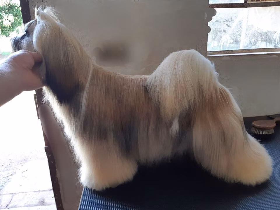 WAFER'S BULLETPROOF, a Mâle Lhassa Apso registered with United Pet Club