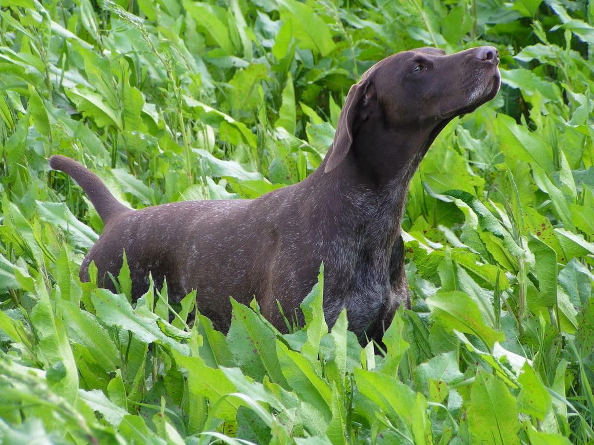 Onja KS Vom Osterberg, a Femelă Pointer German cu Păr Scurt registered with United Pet Club