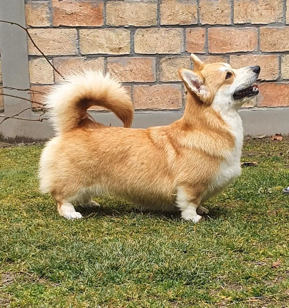 Atria, a Femmina Welsh Sheepdog registered with United Pet Club